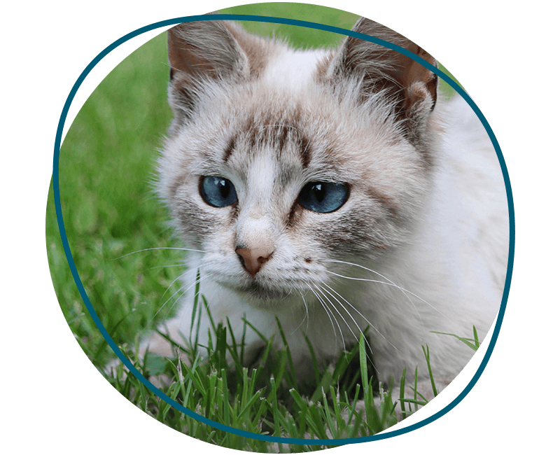 siamese cat with blue eyes at green grass