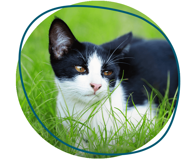 kitten sitting on the grass