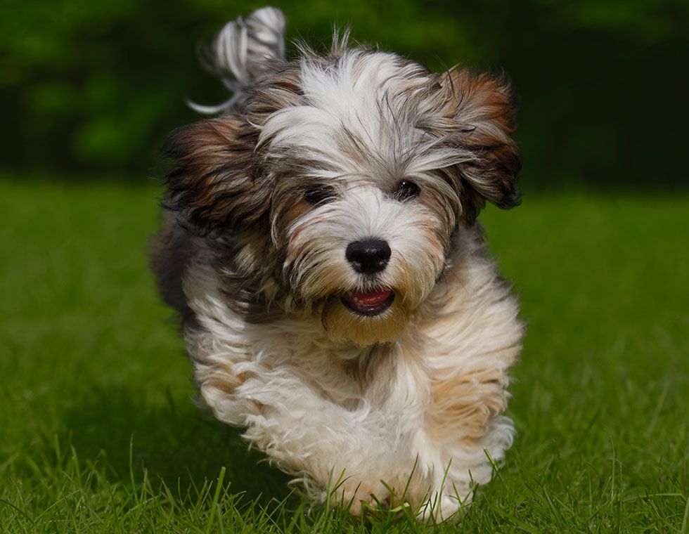 havanese puppy run towards grass