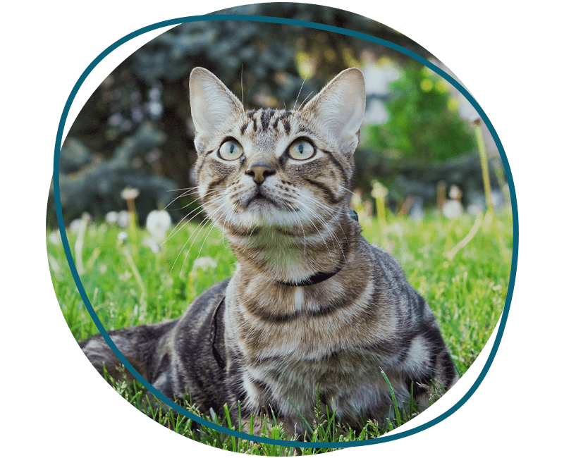 Tabby cat with yellow and green eyes sitting in the grass outside with dandelions
