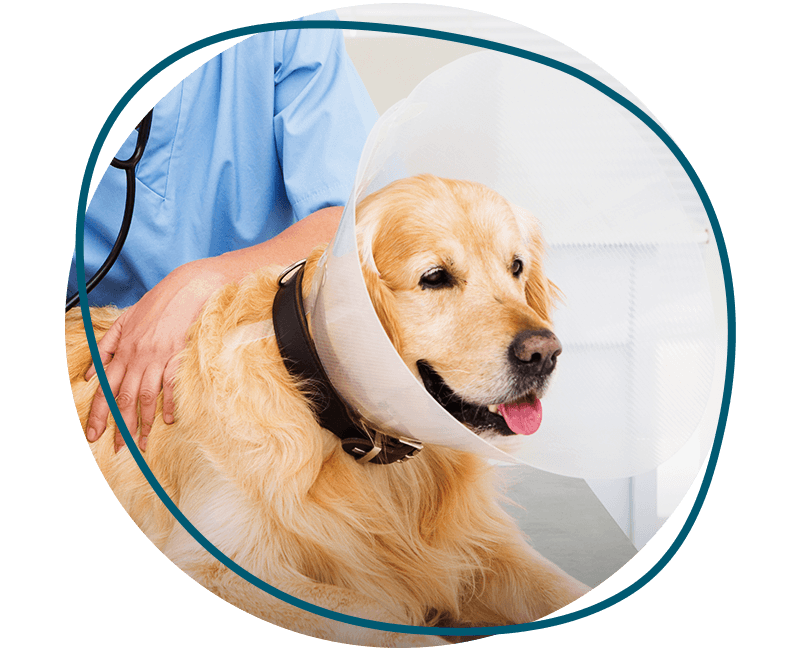 dog with after surgery collar