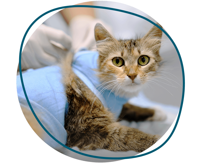 cat at surgery table